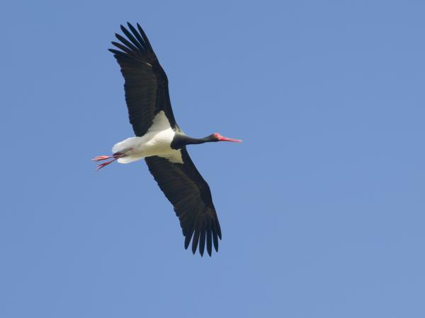 <h3>Ciconia&nbsp;nigra / Black&nbsp;stork / Zwarte&nbsp;ooievaar</h3>OM-1 Mark II met OLYMPUS M.150-400mm F4.5 TC, 1/2000 sec  bij F5.6, ISO 1000, afstand 172&nbsp;m